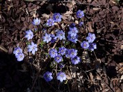 Hepatica nobilis 20100001