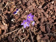 Hepatica nobilis 20100002