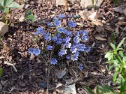 Hepatica nobilis 20100003