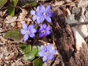 Hepatica nobilis 20110002