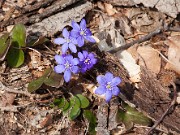 Hepatica nobilis 20110003