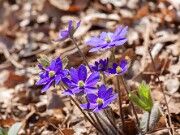 Hepatica nobilis 20140412 0001