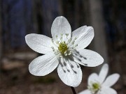 Hepatica yamatutai 0003