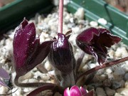 Hepatica yamatutai 0006