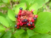 Paeonia cambessedesii 0005