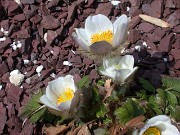 Pulsatilla vernalis 0030