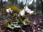 Pulsatilla vernalis 0034