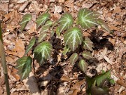 Thalictrum sp. 201000201000