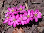 Hepatica