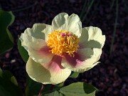 Paeonia