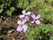 Thalictrum