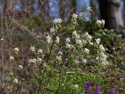 Amelanchier Princess Diana 20110001