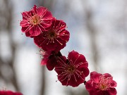 Prunus