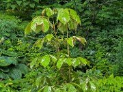 Aesculus turbinata Marble Chip 20250707 0001