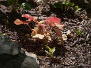 Heuchera sp. 20100001