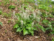 Tiarella cordifolia 0001