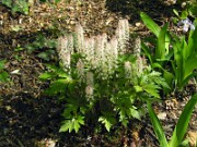 Tiarella sp. 0001
