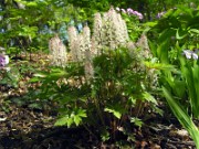 Tiarella sp. 0002
