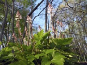 Tiarella sp. SC 0002