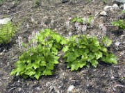 Tiarella sp. SC0003