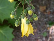 Kirengeshoma