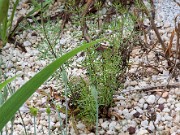 Penstemon dissectus 0005