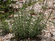 Penstemon dissectus 20100002