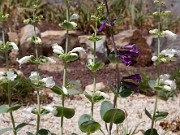 Penstemon grandiflorus 0005