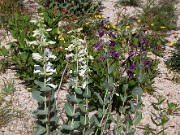 Penstemon grandiflorus 20100002