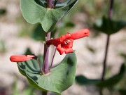 Penstemon murrayanus 0003