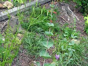 Penstemon murrayanus 0006