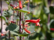 Penstemon