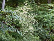 Styrax japonica 0002