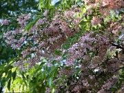 Styrax japonica Pink Chimes 0004