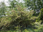 Styrax japonica Pink Chimes 20180602 0001