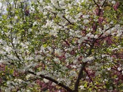 Halesia