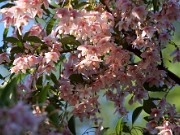 Styrax