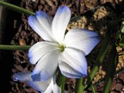 Tecophilaea Craigton Cloud 0005