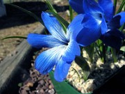 Tecophilaea cyanocrocus 0010