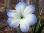 Tecophilaea cyanocrocus Storm Cloud 0010