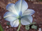 Tecophilaea cyanocrocus Storm Cloud 0014