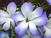 Tecophilaea cyanocrocus Storm Cloud Group 0003