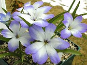 Tecophilaea cyanocrocus Storm Cloud Group 0004