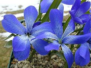 Tecophilaea cyanocrocus var. cyanocrocus 0001