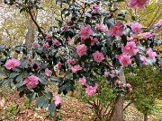 Camellia Winter's Interlude 20191119 0001