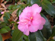 Camellia cvs. November 2006 0002