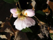 Camellia cvs. November 2006 0008