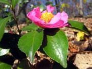 Camellia cvs. November 2006 0012