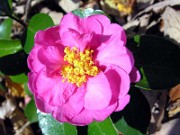 Camellia cvs. November 2006 0013