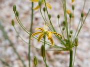 Bloomeria crocea var. montana NNS01-57 0004